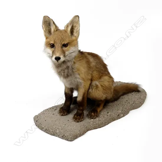 A taxidermied young red fox