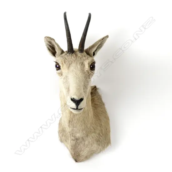 A taxidermied head of a chamois