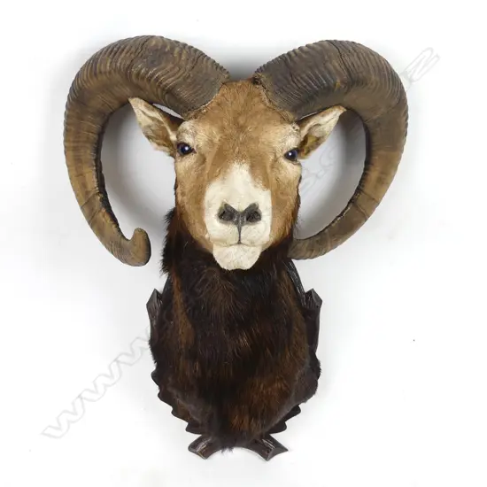 The taxidermy head of a European mouflon