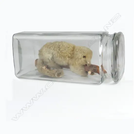 A taxidermied two-toed sloth