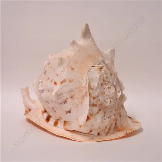 A large bullmouth helmet shell