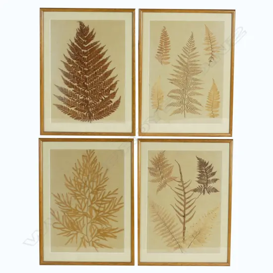 Four framed pages from a New Zealand fern album
