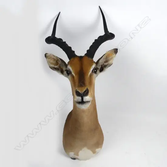 A taxidermied impala head