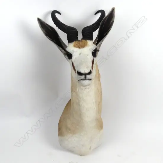 A taxidermied springbok head