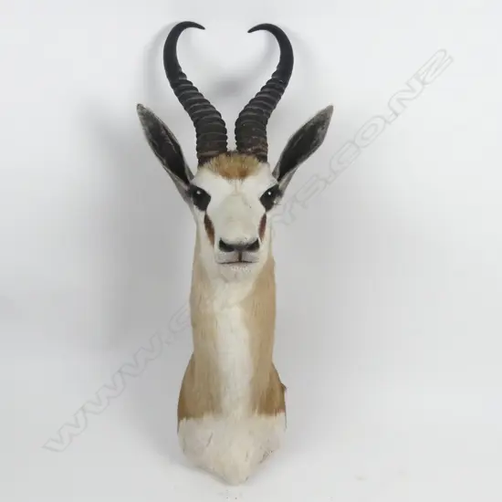 A taxidermied springbok head