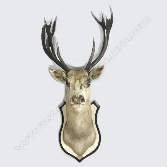 A large taxidermy deer head mount