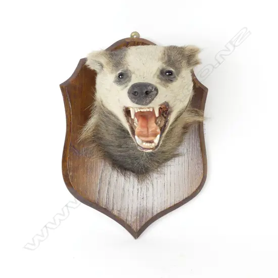 A taxidermy badger head and shoulders