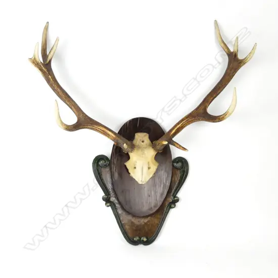 A pair of deer antlers