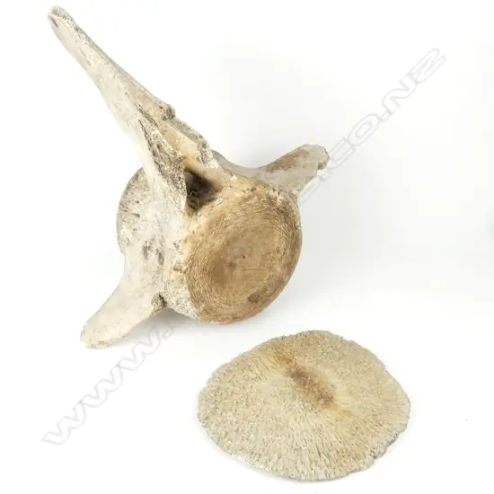 A sperm whale vertebra and disc plate
