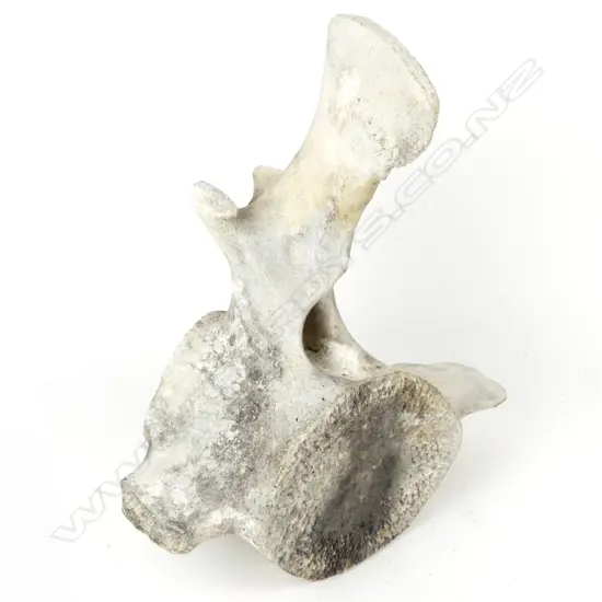 SPERM WHALE VERTEBRA 