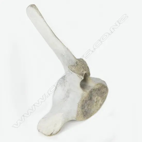 SPERM WHALE VERTEBRA 
