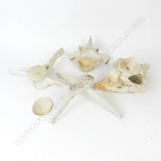Four Minke whale vertebrae