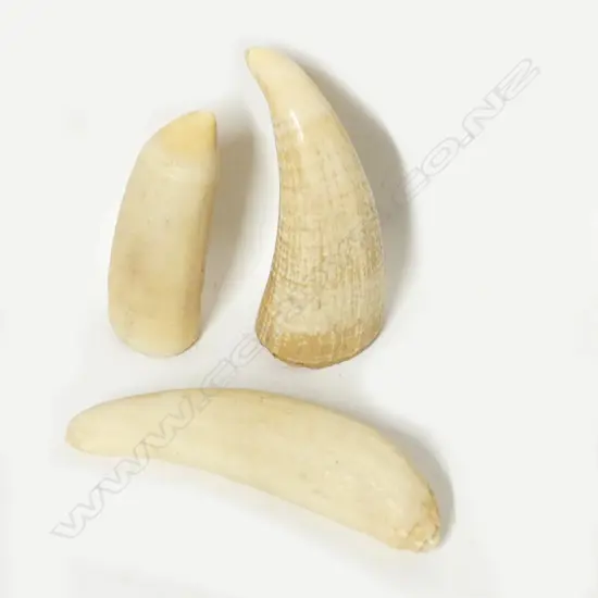 Three ivory teeth
