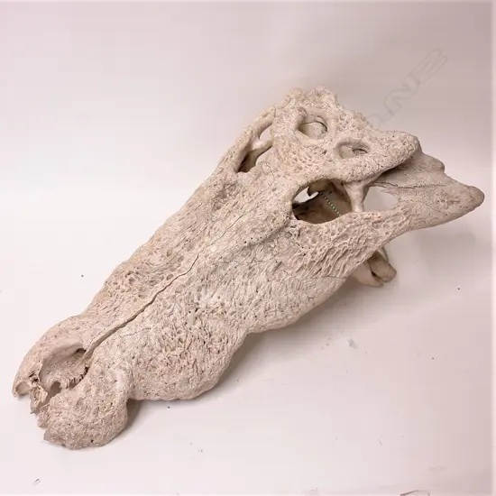 An old crocodile skull