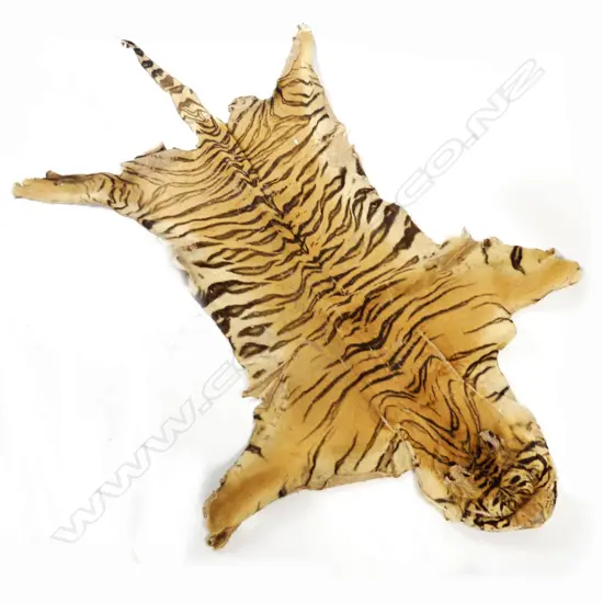 An old large tiger skin with head