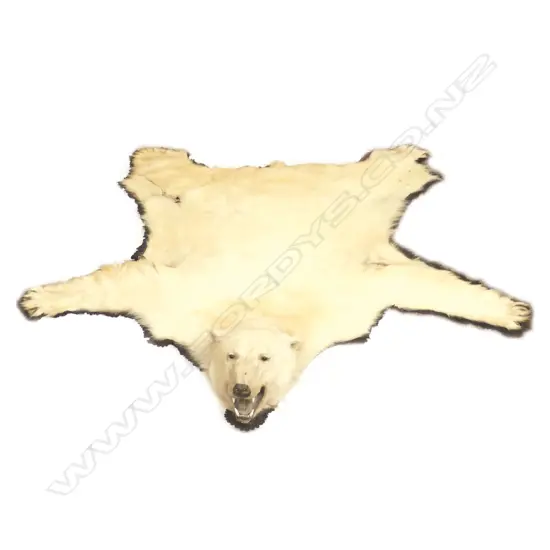 A vintage polar bear rug