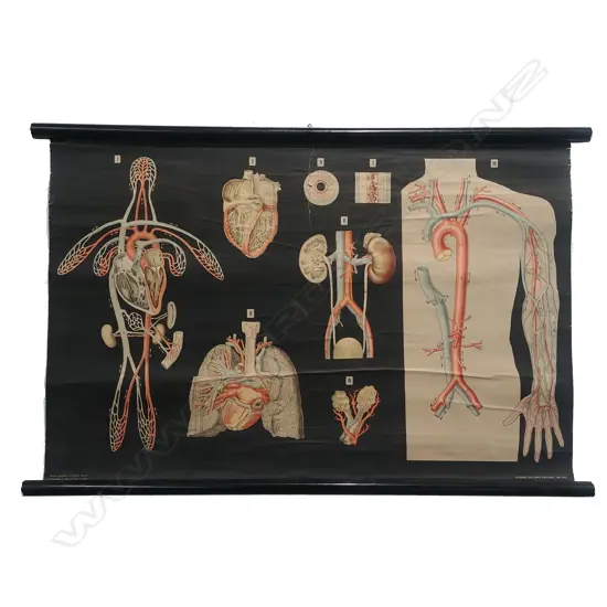 an early/mid 20thC Italian medical chart