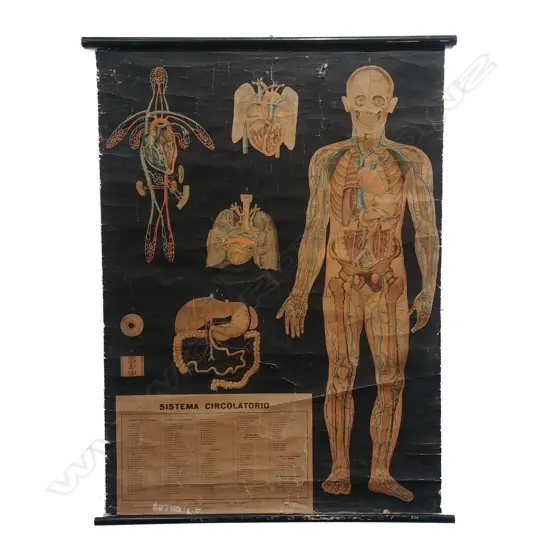 An early/mid 20thC Italian full body medical chart ‘Sistema Circolatorio'