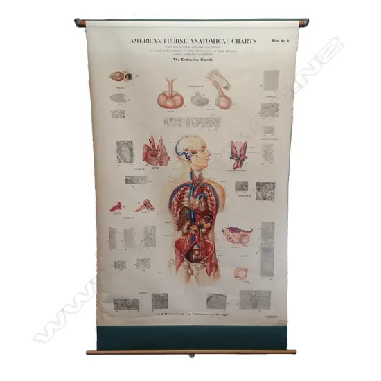 A vintage American Frohse mid 20thC medical chart ‘The Endocrine Glands’
