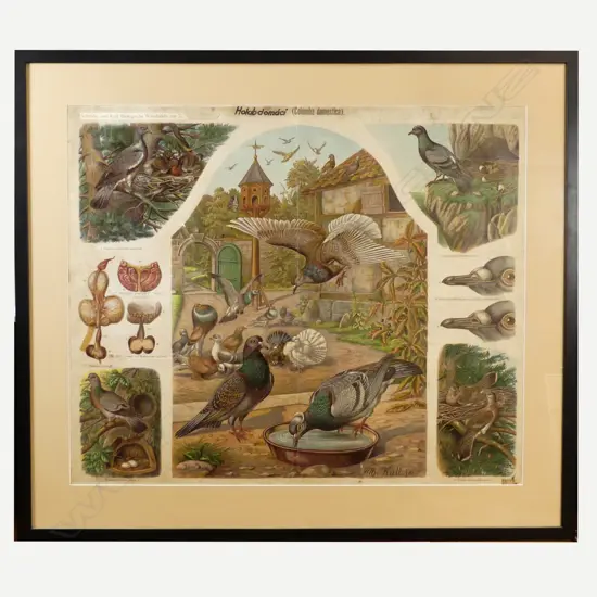 A vintage French poster of pigeons