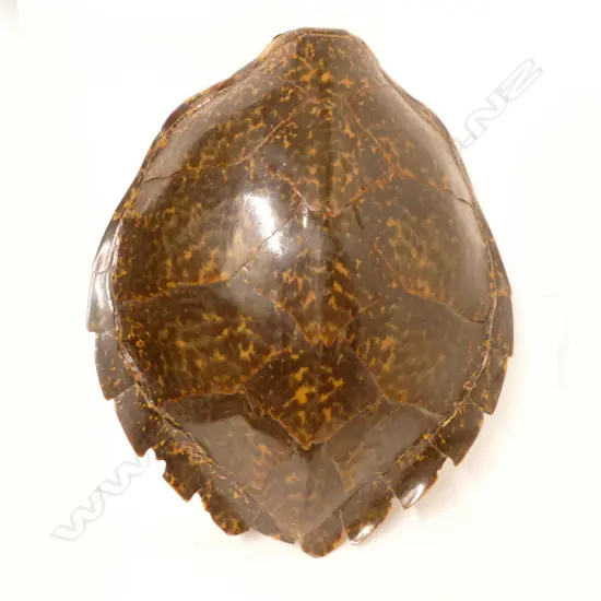 A large turtle shell