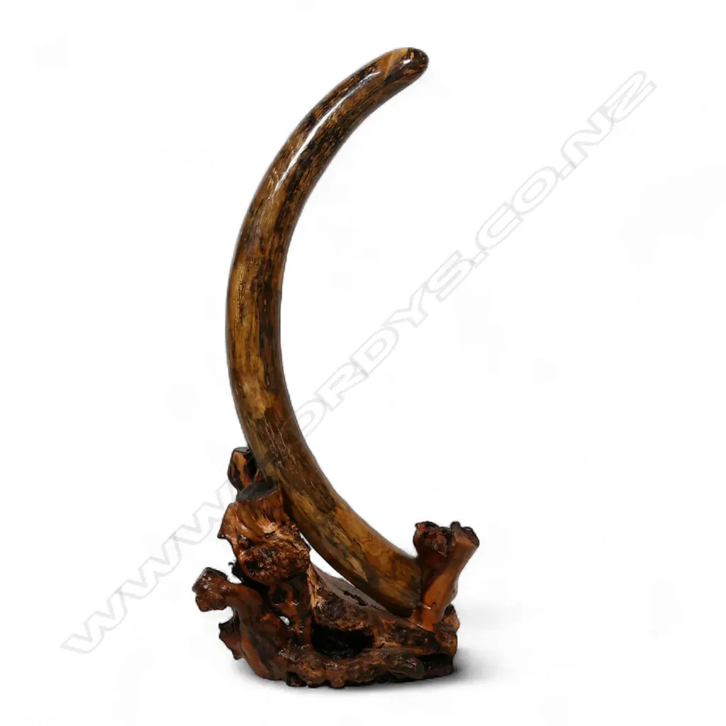 An ancient full woolly mammoth tusk on carved stand, Image 1++
