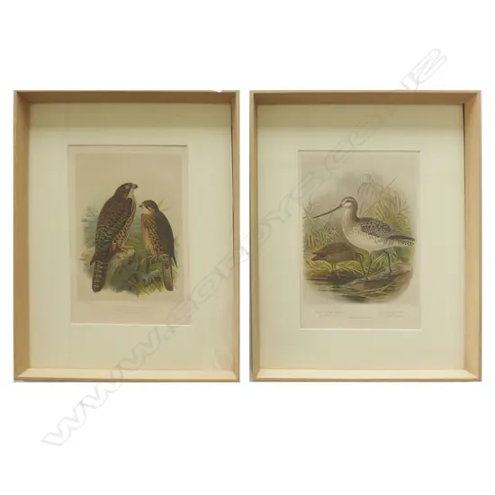 Two framed prints from Buller's Birds