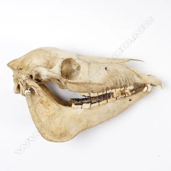 An old horse skull