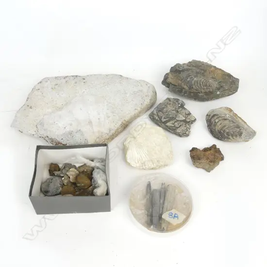 A collection of N.Z. shell fossils