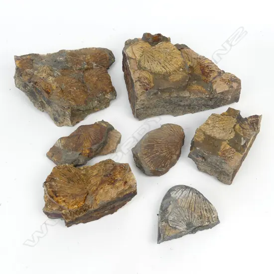 A collection of N.Z. mainly shell fossils