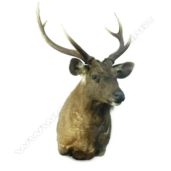 A good Samba stag deer head and shoulder mount