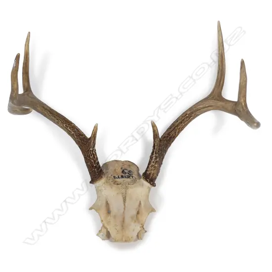 White tail deer antlers