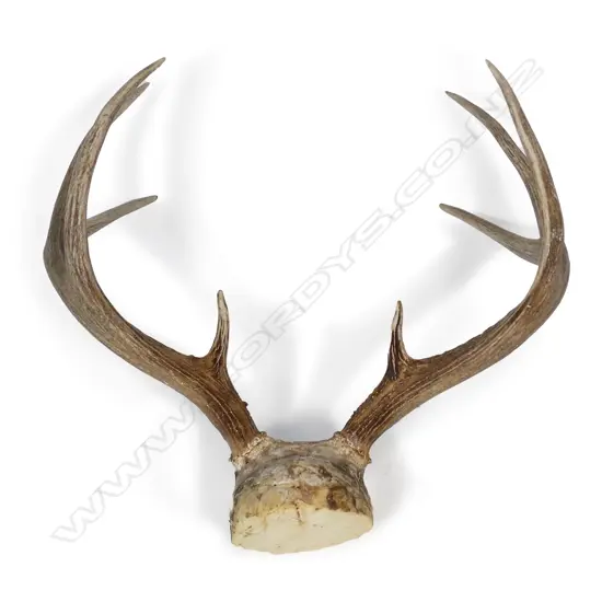 White tail deer antlers