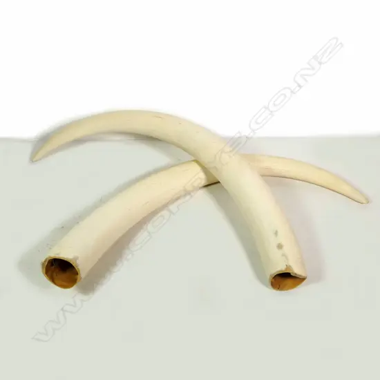 A pair of large replica elephant tusks