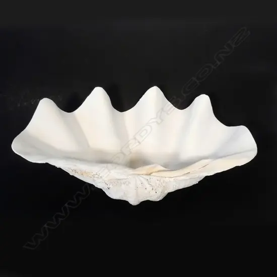 A large clam shell