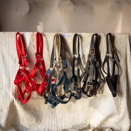 Seven nylon Head stalls,