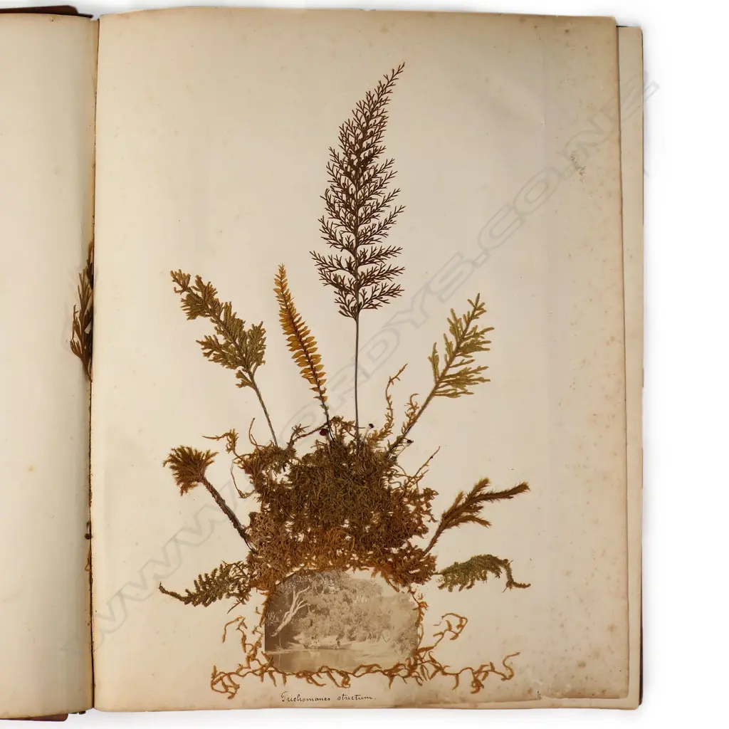 A colonial mottled kauri bound album 'New Zealand Ferns and Scenery', Image 1++