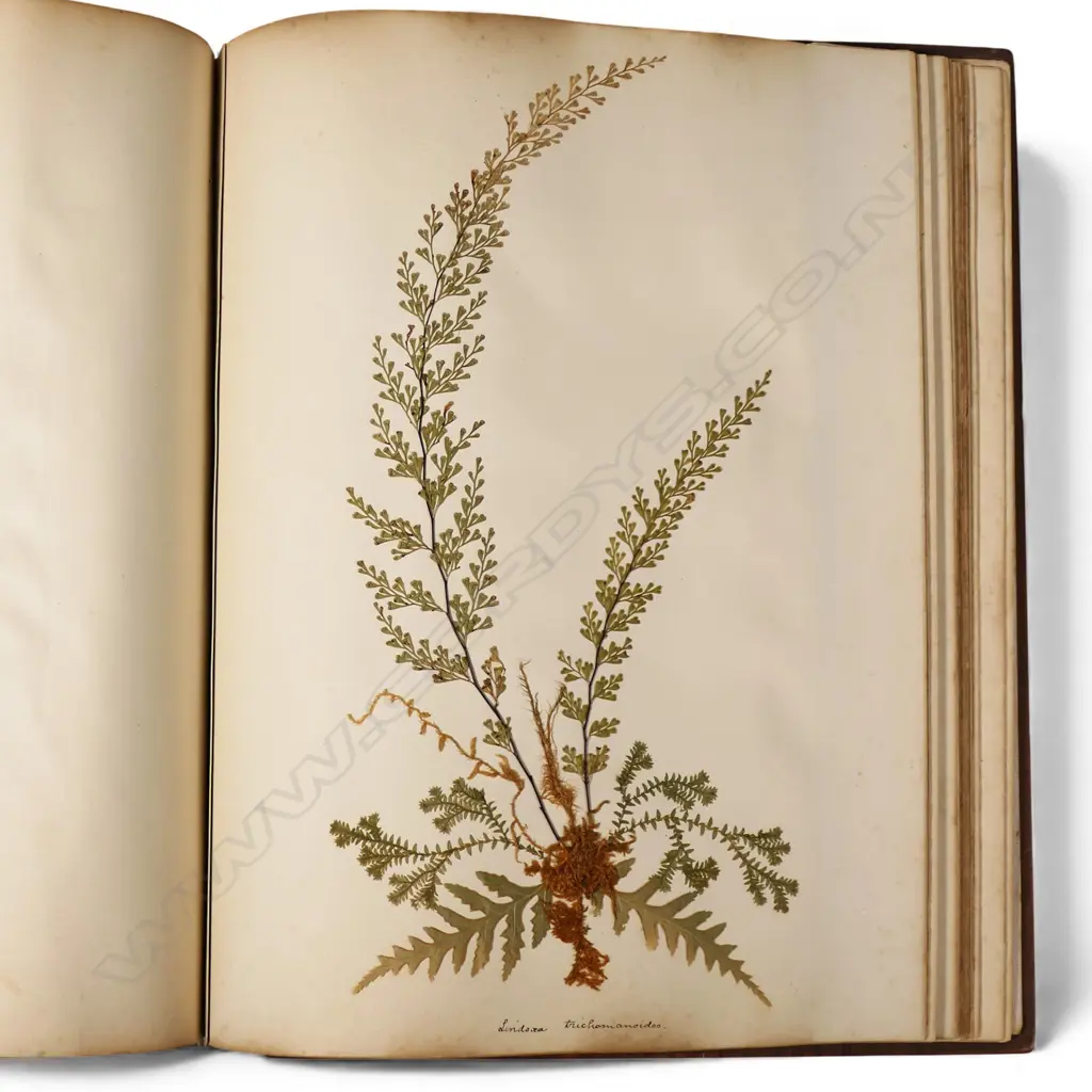 A colonial mottled kauri bound album 'New Zealand Ferns and Scenery', Image 1++