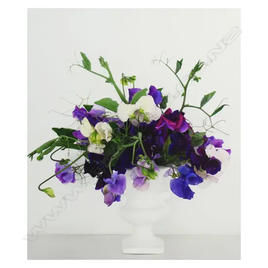 C. Gould 'Sweetpeas',