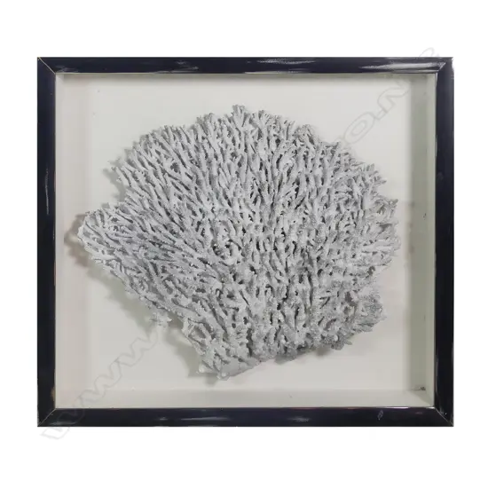 A large fan form stag horn coral head