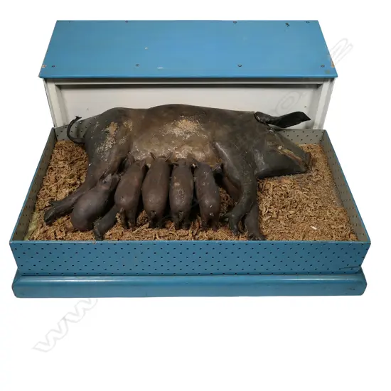 A vintage sow and piglets automaton