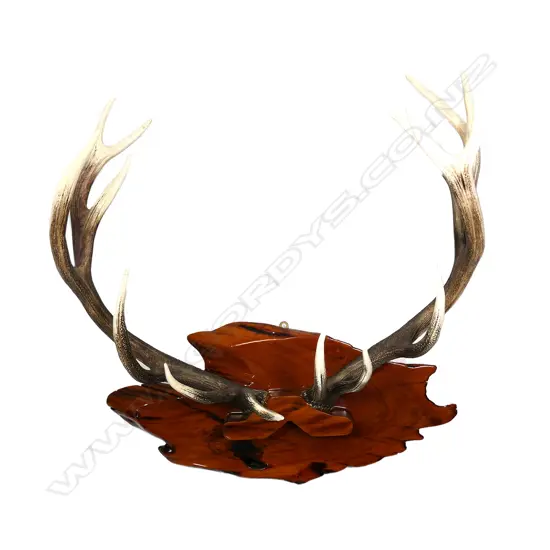 A mounted pair of red deer stag antlers
