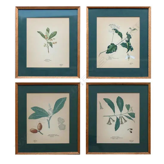 A set of four New Zealand botanical fine watercolour paintings by Audrey Eagle, each entitled with botanical and common names, signed and dated 1965, including: 'Akepiro’, 'Karamu', 'Karaka' and 'Kara-papa'. 255 x 200mm image size. In original thin oak frame under glass. Two dated 1965. Copy of letter available from the artist to the woman who commissioned this set, dated 11 Feb. 1965.