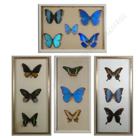 Four framed butterfly displays,