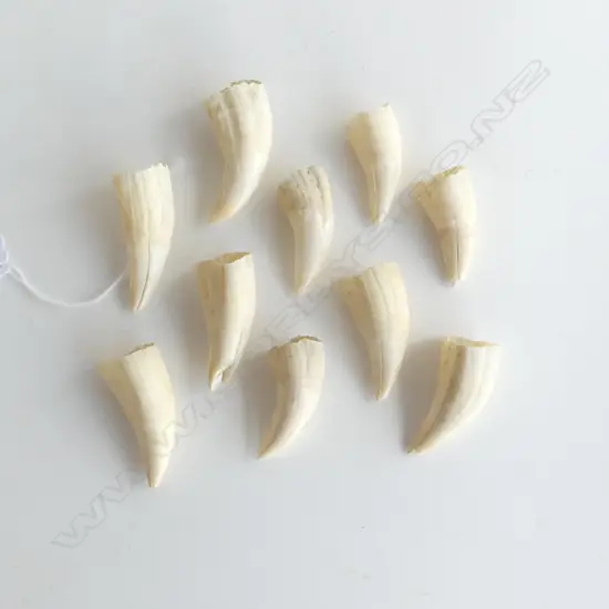 A collection of ten small old whale’s teeth,