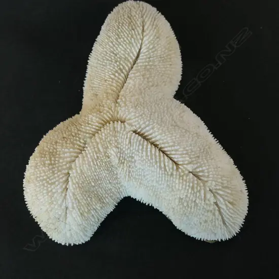 A piece of rare hard stony triangular coral,