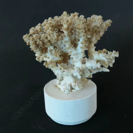 A piece of branching coral,