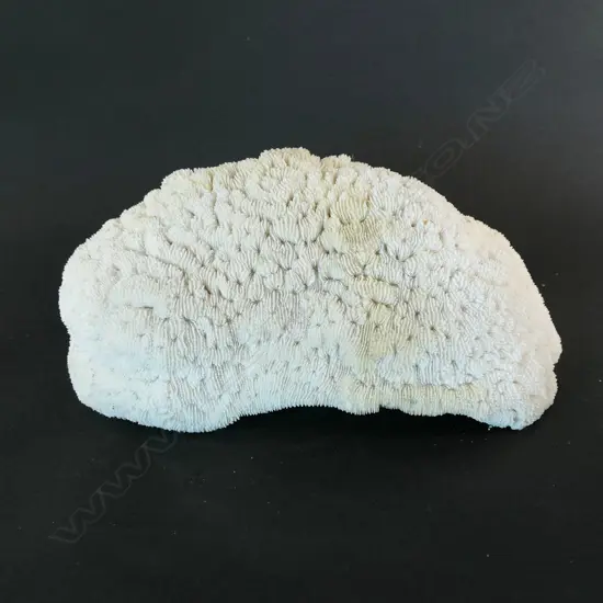 A large stony coral dome,