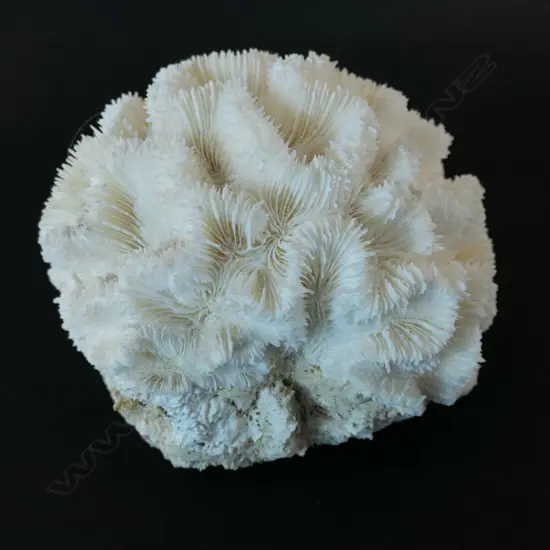 A stony coral piece with deep valleys,