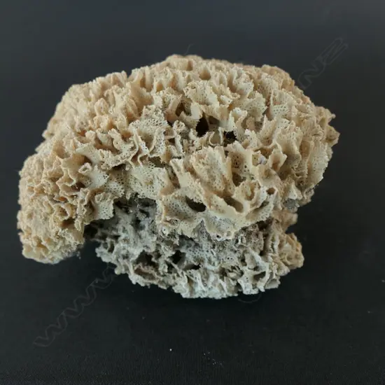 A fragile lace coral,